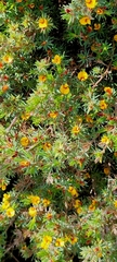 Pultenaea canaliculata