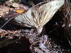 Russula adusta