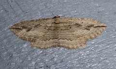 Austrocidaria gobiata