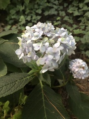 Hydrangea