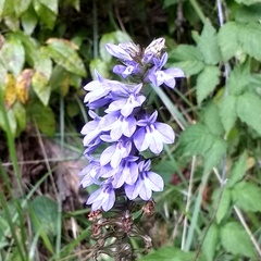 Lobelia