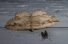 Austrocidaria gobiata