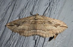 Austrocidaria gobiata