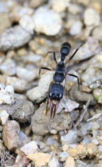 Harpegnathos venator