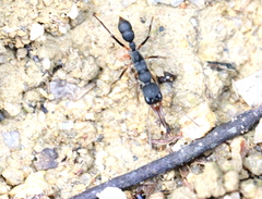 Harpegnathos venator