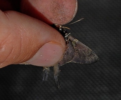 Ectomis octomaculata