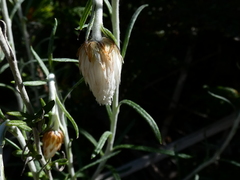 Chrysocephalum baxteri