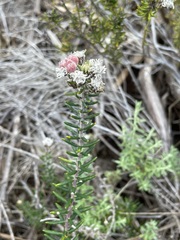 Trichocephalus stipularis
