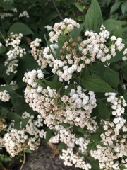 Ageratina altissima