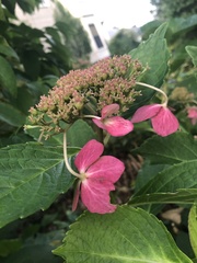 Hydrangea