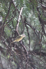 Vireo solitarius