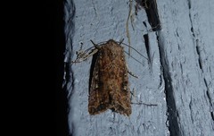 Ichneutica morosa