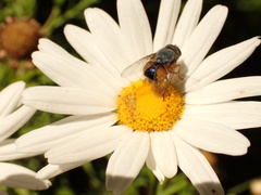 Calliphora dubia