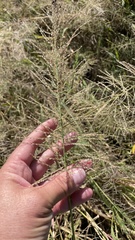 Leptochloa panicoides