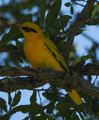 Oriolus auratus