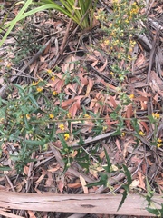 Platylobium obtusangulum