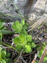 Osmitopsis dentata