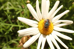 Calliphora dubia