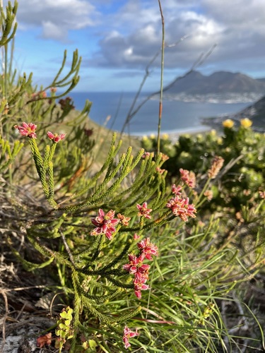 Audouinia capitata (Audouinia capitata)
