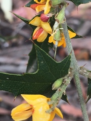 Platylobium obtusangulum