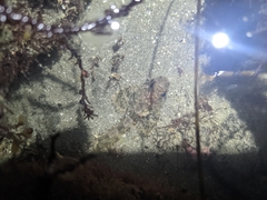 Hemilepidotus spinosus