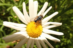 Calliphora dubia