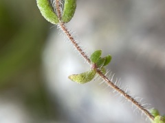 Drosanthemum stokoei