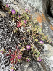 Drosanthemum stokoei