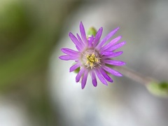 Drosanthemum stokoei