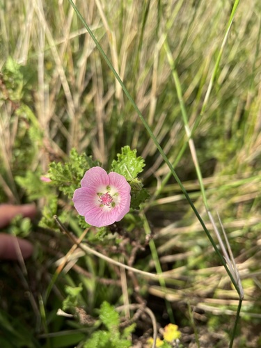 Image of Anisodontea scabrosa by (c) Matt Berger, some rights reserved (CC BY)