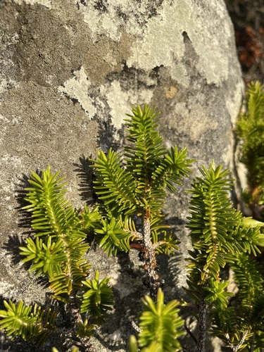 Image of Gooseberry Heath (Erica halicacaba) by (c) Matt Berger, some rights reserved (CC BY)