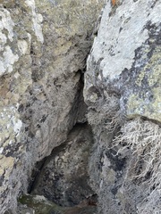 Roccellina hypomecha hypomecha