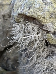 Roccellina hypomecha hypomecha