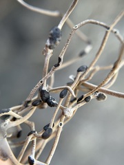 Roccellina hypomecha hypomecha