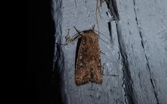 Ichneutica morosa