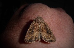 Ichneutica morosa