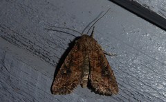 Ichneutica morosa