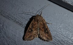 Ichneutica morosa