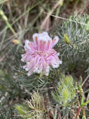 Serruria cyanoides