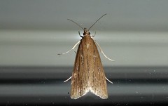 Eudonia octophora