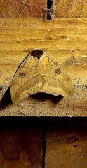 Automeris coresus