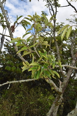 Annona muricata