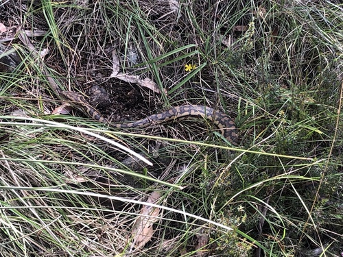 Inland Carpet Python sighting