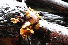 Pholiota