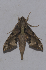 Eupanacra mydon