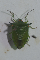 Sabaeus humeralis