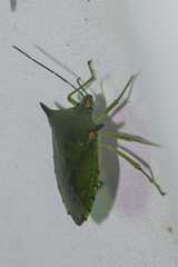 Sabaeus humeralis
