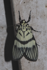 Heortia vitessoides