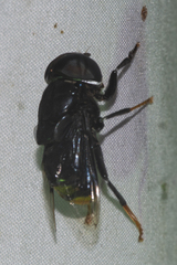 Phytomia chrysopyga