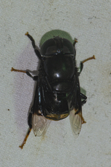 Phytomia chrysopyga